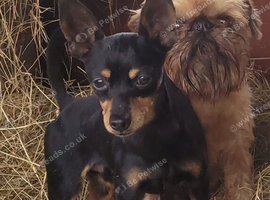 Prague ratter (prazsky Krysarik) stud dog for sale