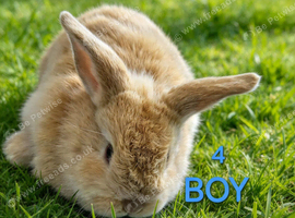 Mini lop babies