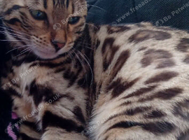 Female bengal kitten