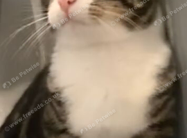 Tabby cat