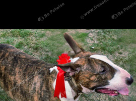 Big English bull terrier for stud