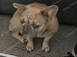 French bulldog