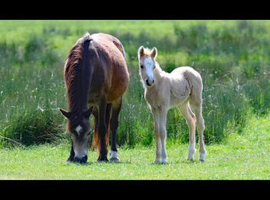 Stunning palamino filly