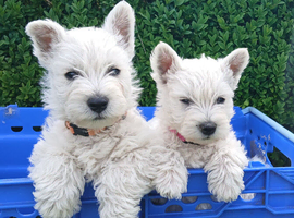 Westie puppies K C Registered Kent