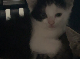 8 week