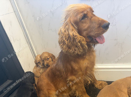 Show type cocker spaniel puppies