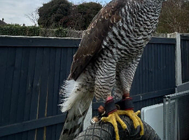 Goshawk 2024 female