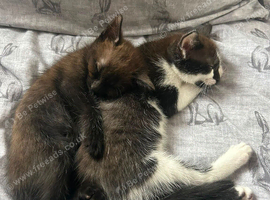 Two Male Kittens | Born on June 2 | Looking for Loving Homes