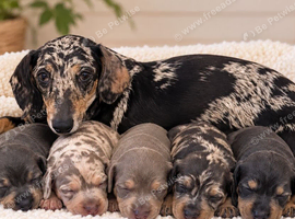 Strong and healthy and amazing variety of colours miniature dachshund puppies