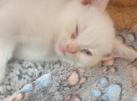 British shorthair blue x ragdoll