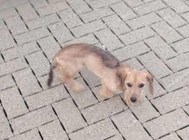 8 MONTH OLD DASHUND DOG