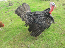 pair of turkeys