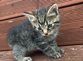 Kittens