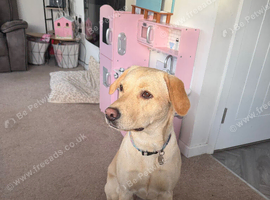 Re-homing 1 year old Labrador retriever
