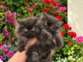 Persian kittens