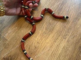Sinaloan milk snake amazing snake