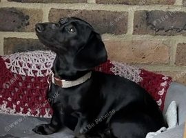 Pure black miniature Dachshund