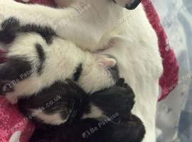 domestic short-haired kittens