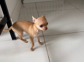 Chihuahua puppies