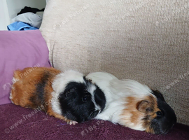 Sisters
