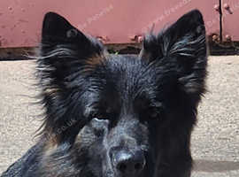 Stunning Long haired german shepherd