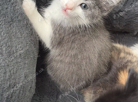 3 male kittens
