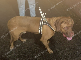 6month old french mastiff