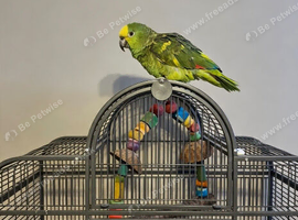 Semi tame yellow crowned Amazon