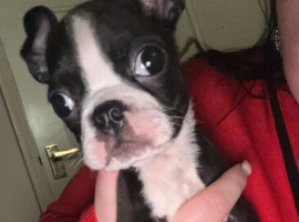 4 little Boston terrier boys