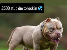 Outlaw open for stud