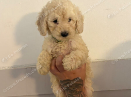 Cockapoo puppies