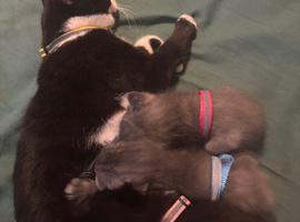 Kittens for sale