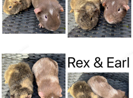 X2 male guinea pigs.