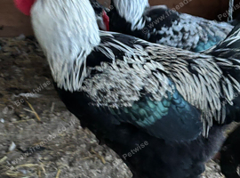 3 black pure bred breeding age maran cockerels