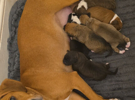 Mum is a spaniel cross staffy and Dad is a chocolate lab