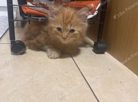 Kittens