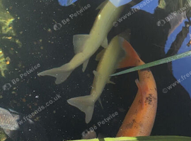 Job lot of pond fish