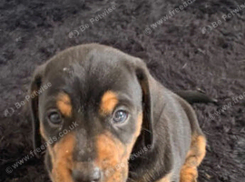 cross dachshund/staffy