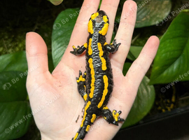Fire Salamander Breeding Trio