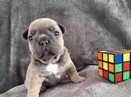 French bulldog pups (kc reg )