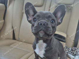 Female frenchie