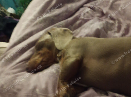 Male miniature dachshund