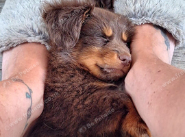 Pom/ dachund