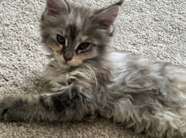 Pedigree Female Mainecoon kitten