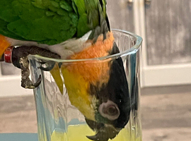 Male Black headed Caique Hand tame parrot cute pet bird