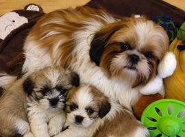 2 shih tzu puppies for sale