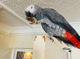 Congo African grey