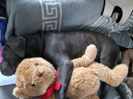 16 weeks pure breed cane corso italiano