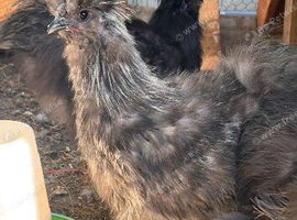 Silkie cock birds