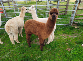 Male baby alpaca reservation